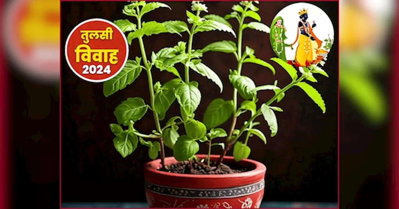 Tulsi Vivah: तुलसी विवाह के दिन करें इस चीज का दान, किस्मत लेगी U टर्न