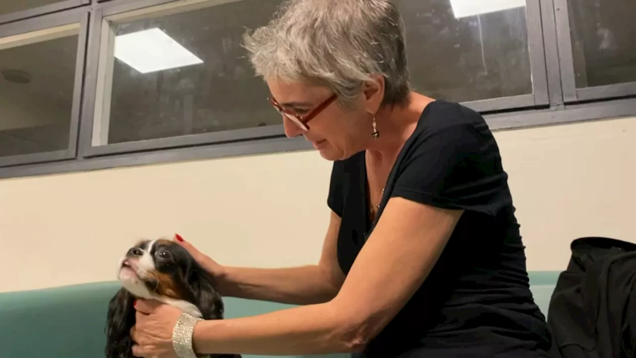 'Ça les ramène à la vie': l'hôpital de La Seyne-sur-Mer utilise la médiation animale pour soulager les...