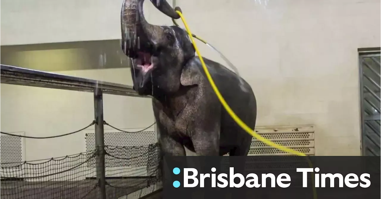 This Elephant Uses A Hose To Give Herself A Shower Every Day | Australia