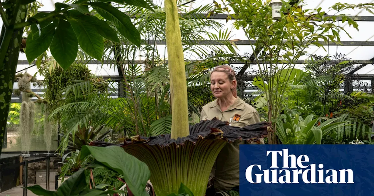 ‘I can hear dry-retching from inside’: queuing for hours to smell Geelong’s corpse plant