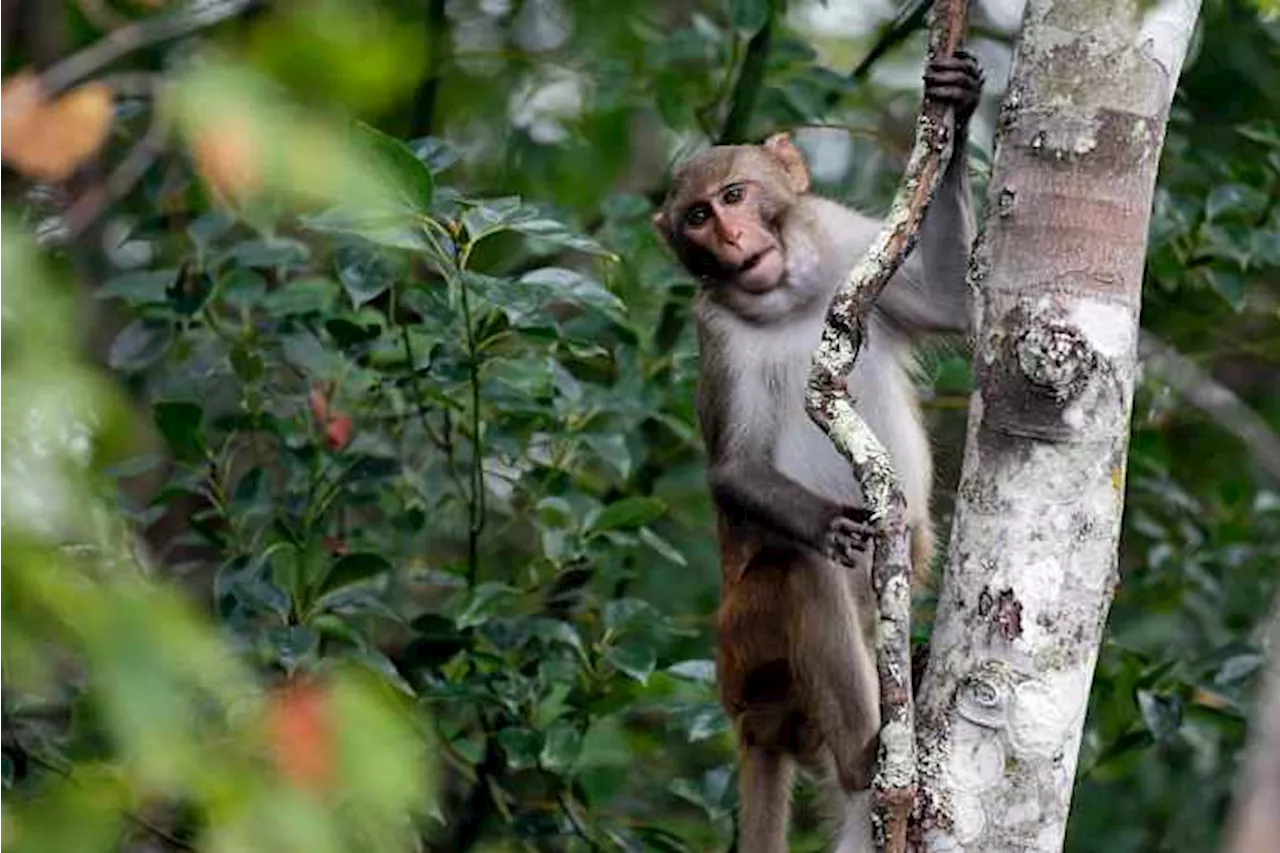 24 more monkeys that escaped from a South Carolina lab are recovered unharmed