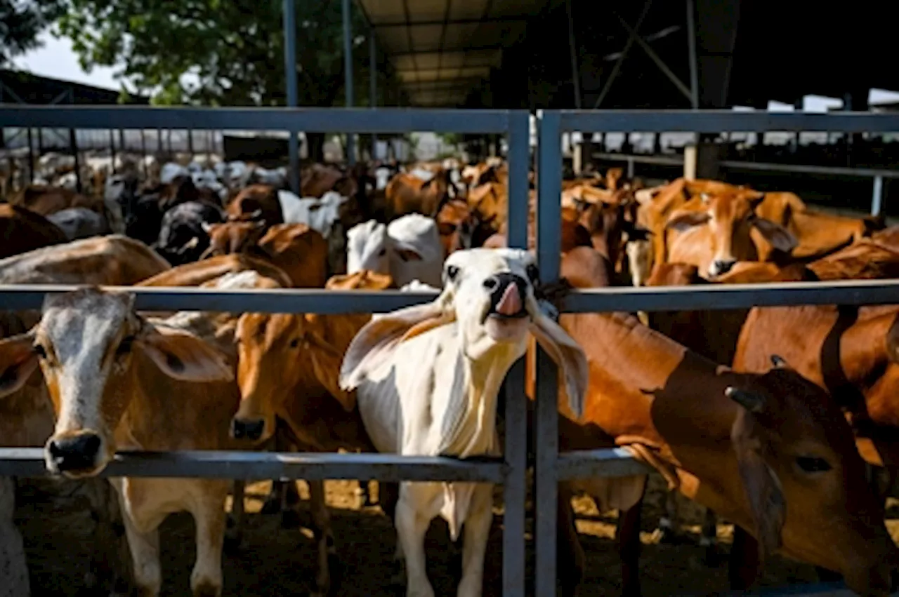 Sacred cow: Coal-reliant India eyes biogas from dung to curb carbon footprint