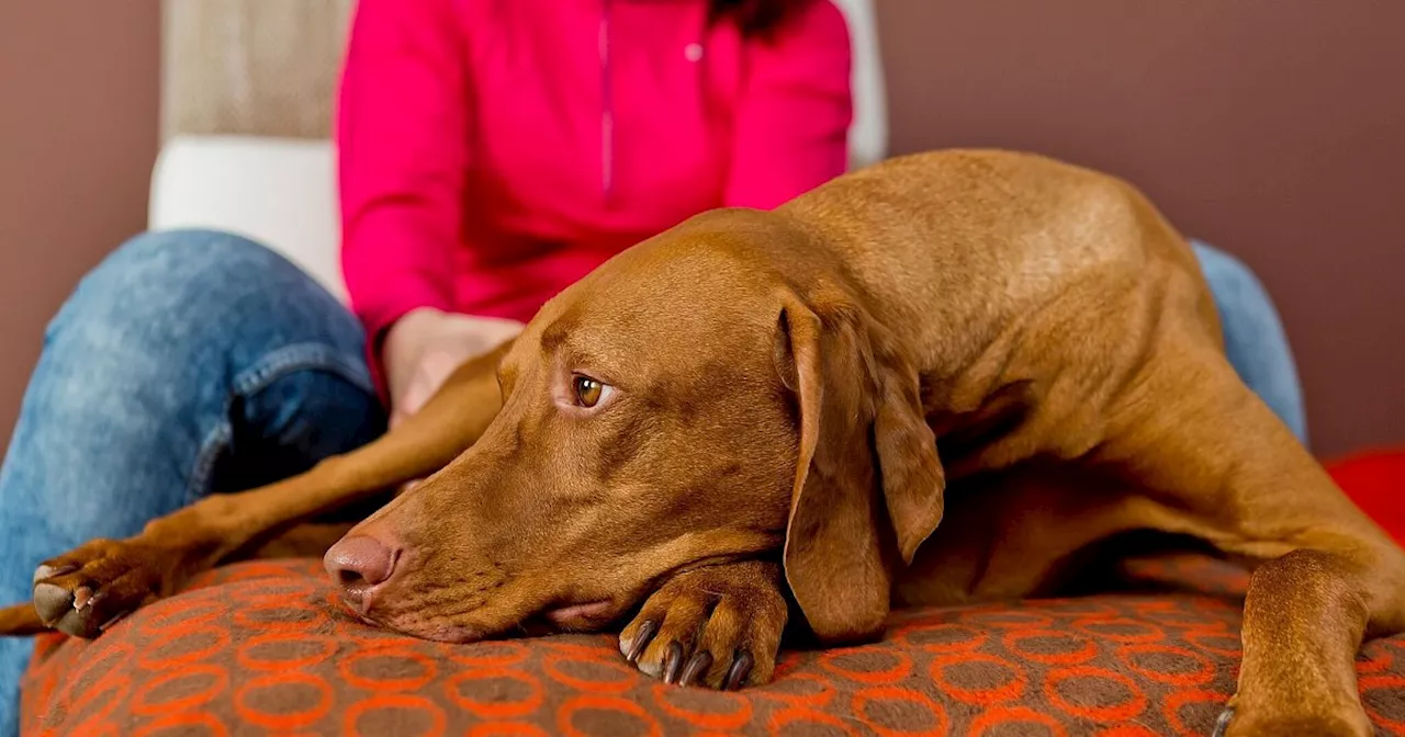 Kein Hundeleben für den Hund: Allergien erkennen und umgehen