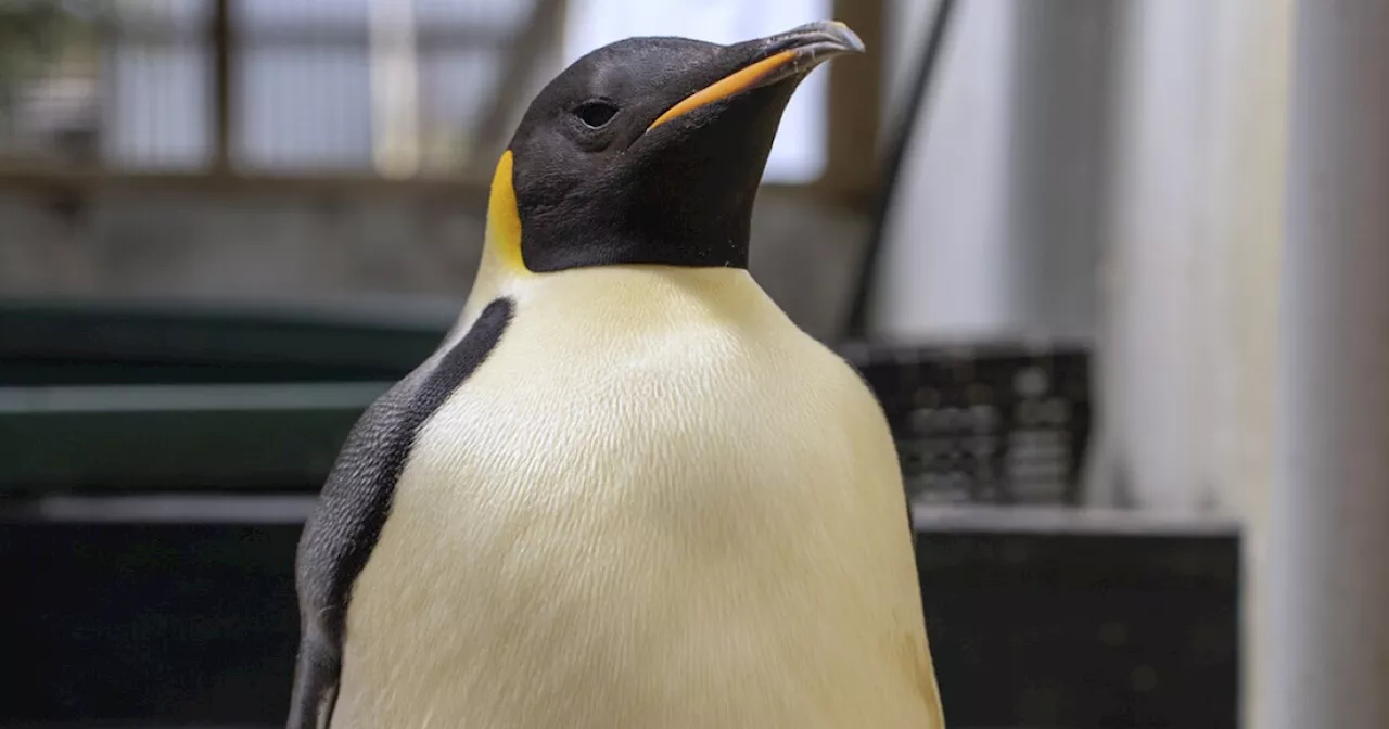 First emperor penguin known to reach Australia found on tourist beach