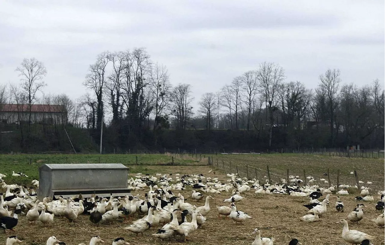 Gers : Inquiétude des producteurs face au confinement des canards