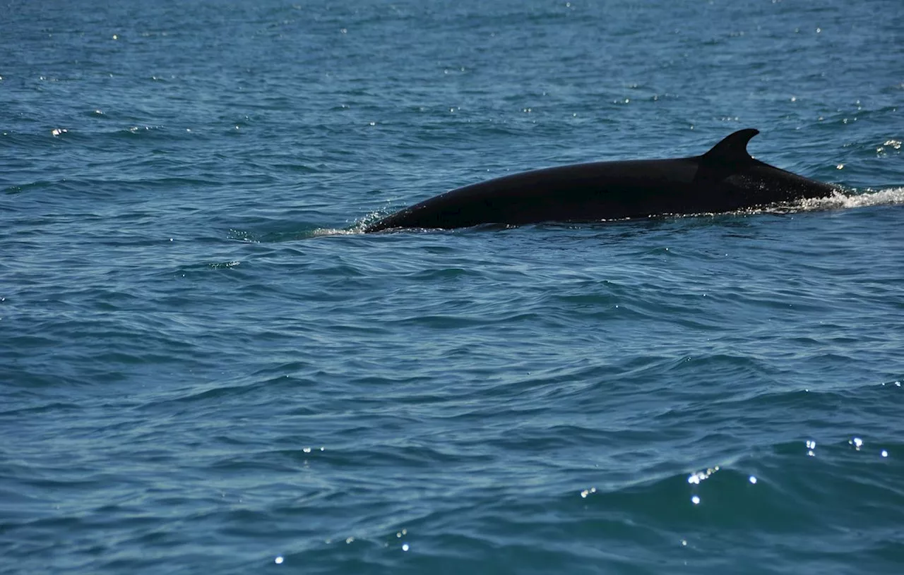 Le Havre : Le cadavre d’une baleine retrouvé sur une plage de la Manche