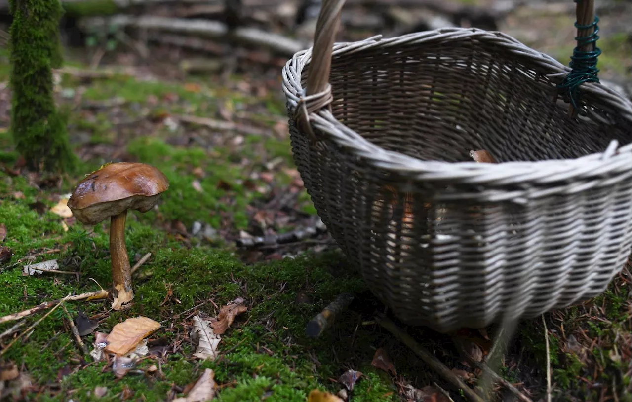 Tarn-et-Garonne : Un septuagénaire retrouvé sain et sauf après avoir disparu en forêt