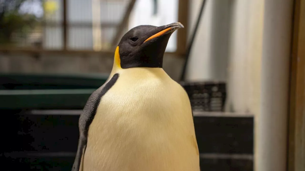 Malnourished emperor penguin rescued far from home on Western Australia beach