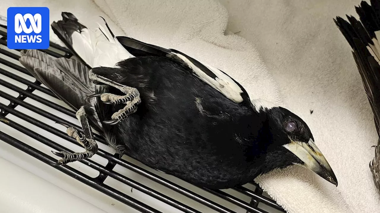 Banned chemicals dieldrin, DDE detected in bodies of magpies