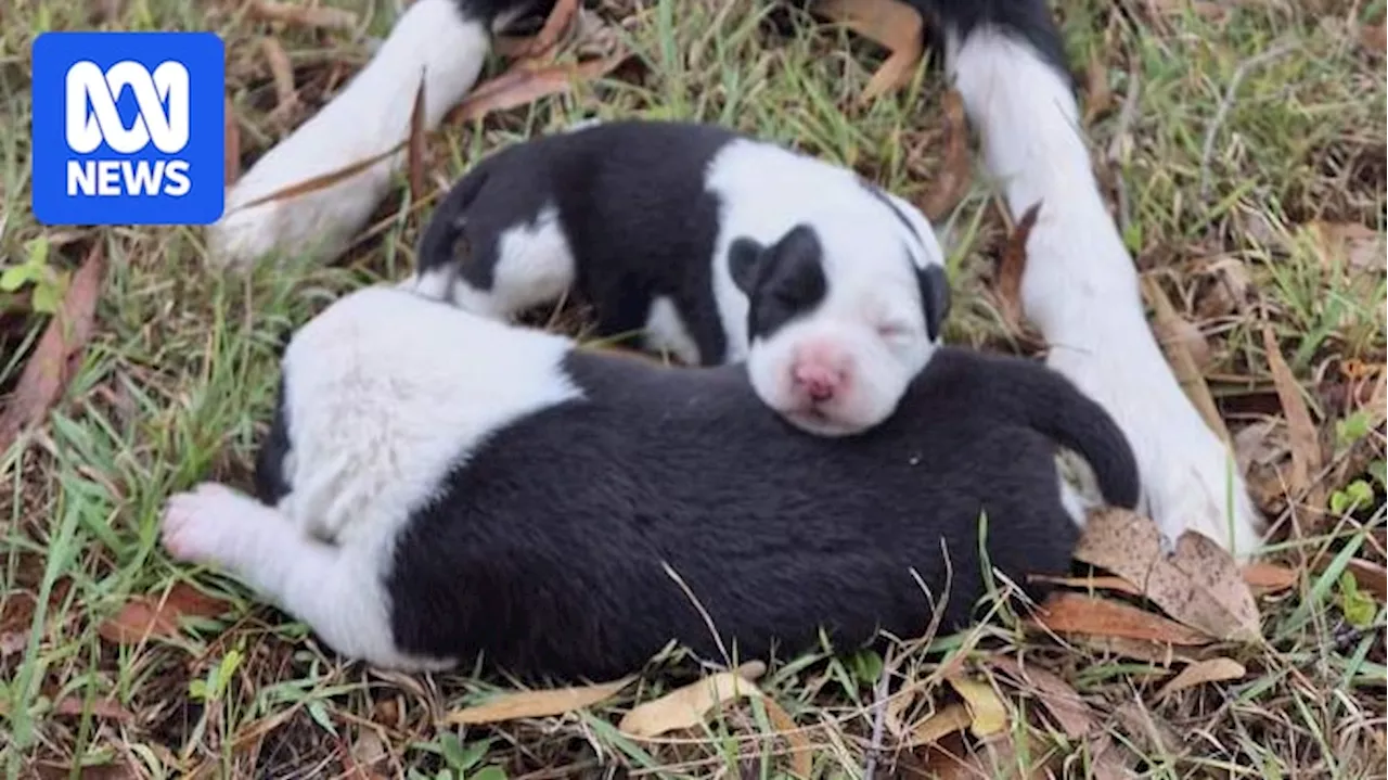 Muster Dog Ash Barky welcomes two pups, adding to Qld farmer's family