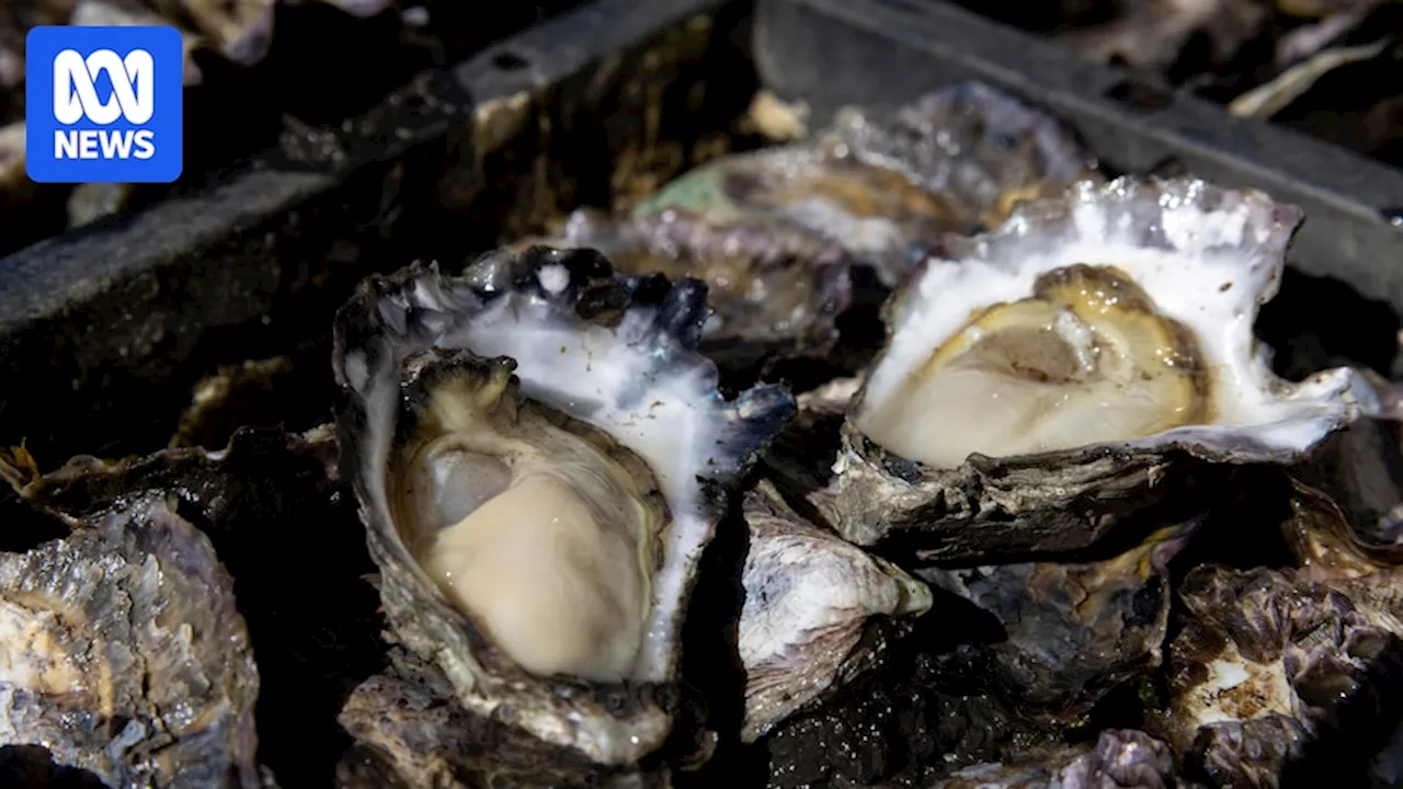 NSW Police investigating theft of up to 100,000 Sydney rock oysters from Narooma leases