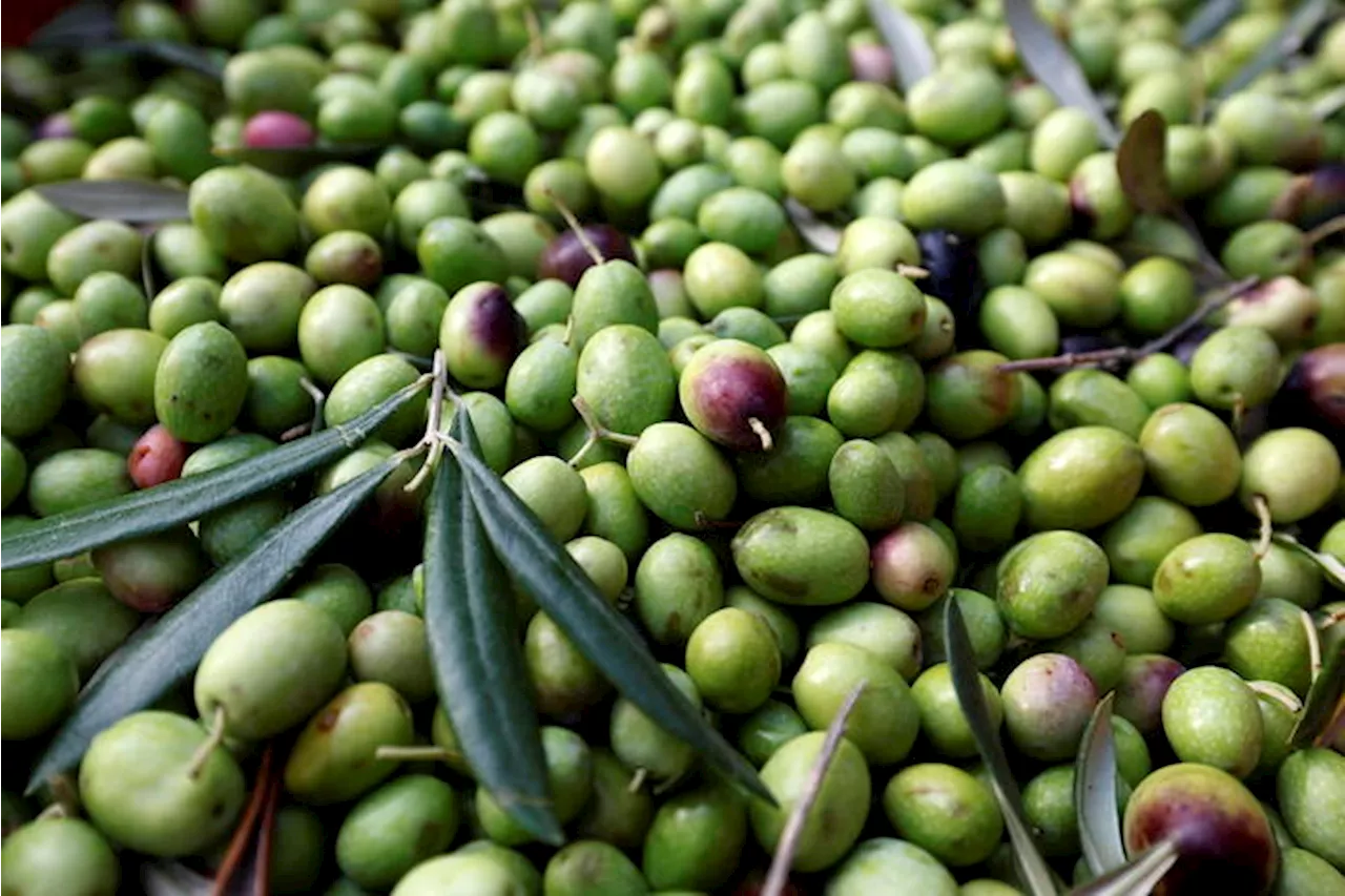 L'Ue lancia l'osservatorio di mercato per olio e olive