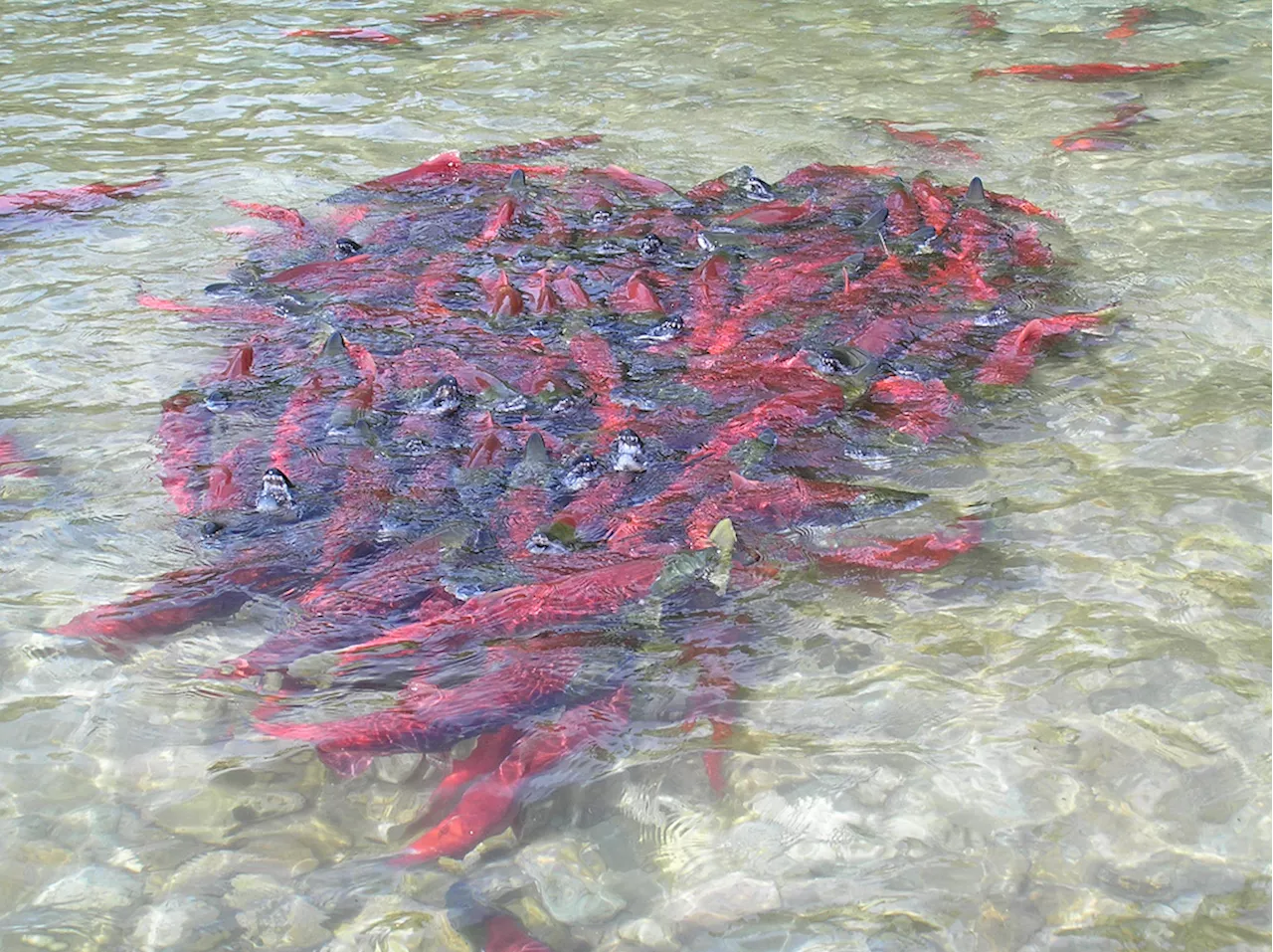 Strong sockeye salmon return expected next year in Alaska’s Bristol Bay region, biologists say