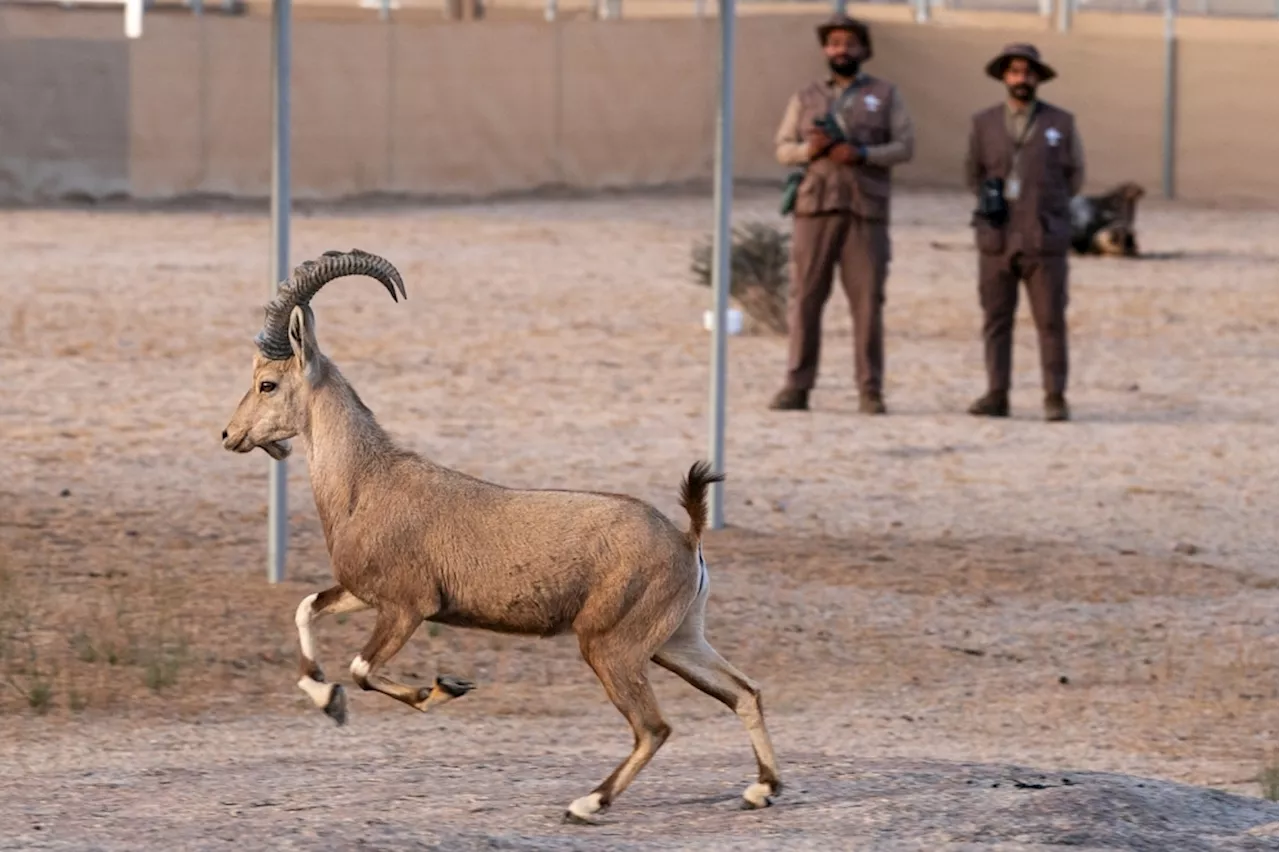 إطلاق 80 كائنًا فطريًا مهددًا بالانقراض في محمية الأمير محمد بن سلمان الملكية