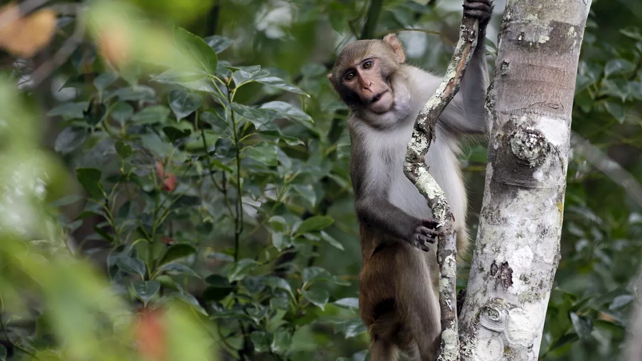 2 more escaped monkeys recaptured and enjoying peanut butter and jelly sandwiches in South Carolina