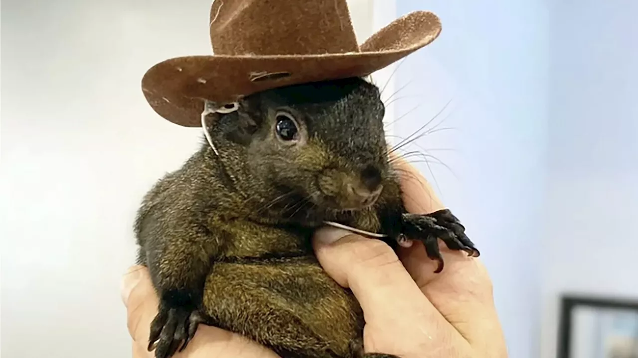 Peanut the squirrel tested negative for rabies after being euthanized