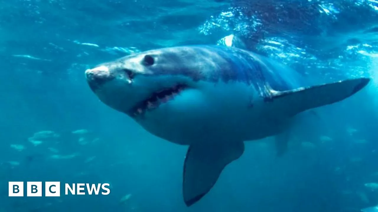 Shark attacks on surfers could be deterred by LED lights