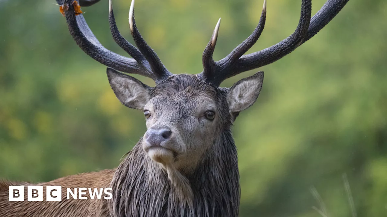 Newport asked to stop using live reindeers in Christmas events