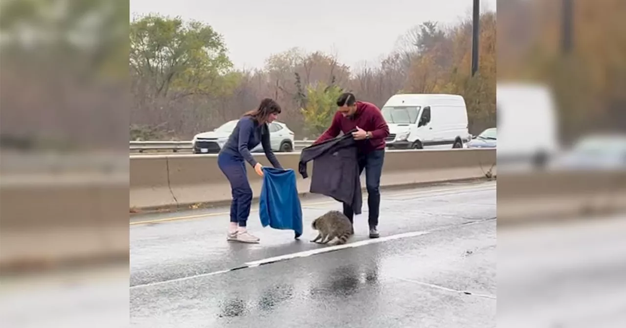 Bystanders stopped busy DVP traffic in Toronto to help out a confused raccoon