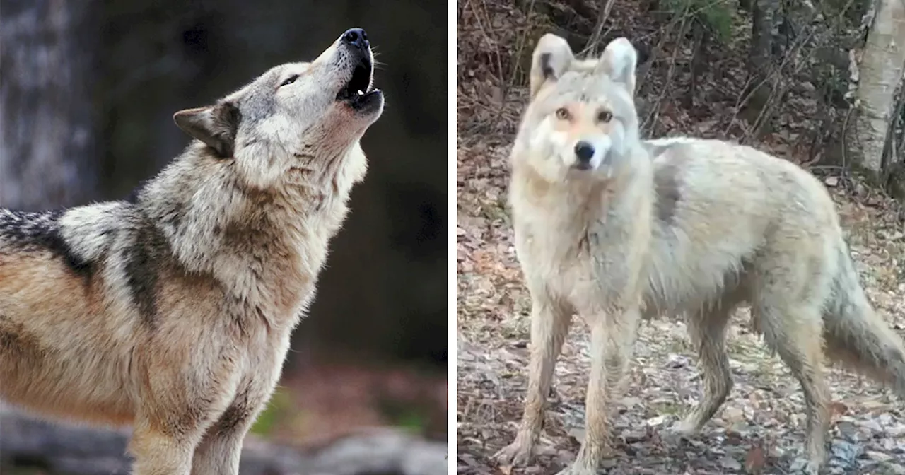 'A Rare Hybrid': Stunned Experts Try To Identify Mysterious 'Coyote-Dog' Caught On Camera