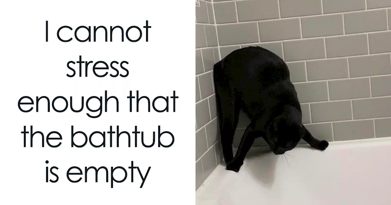 Hilarious Cat Memes That Perfectly Capture Their Behavior And Personality