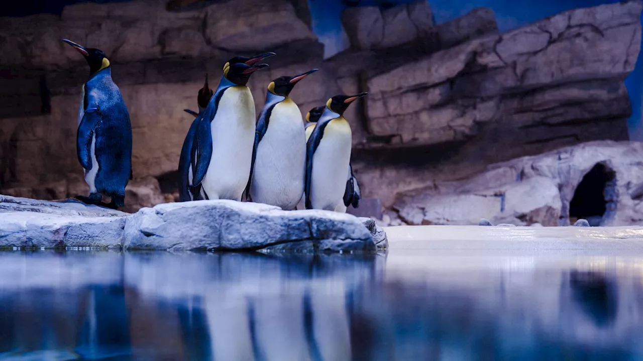 Münchner Tierpark Hellabrunn hat seine Pinguine wieder