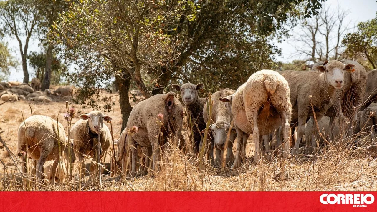 Só o frio e vacinas podem travar surto de doença da língua azul