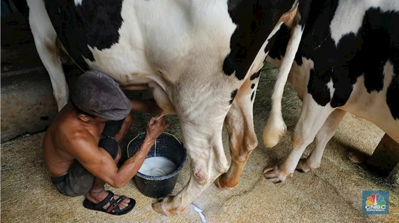 Polemik Bebas Pajak Susu Australia, Anak Buah Sri Mulyani Buka Suara