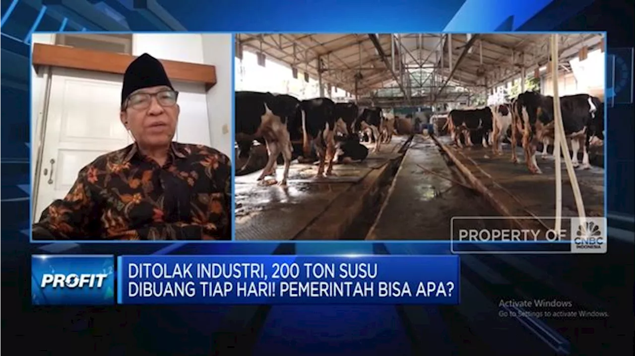 Video: Biang Kerok 200 Ton Susu Lokal Tiap Hari Ditolak Industri