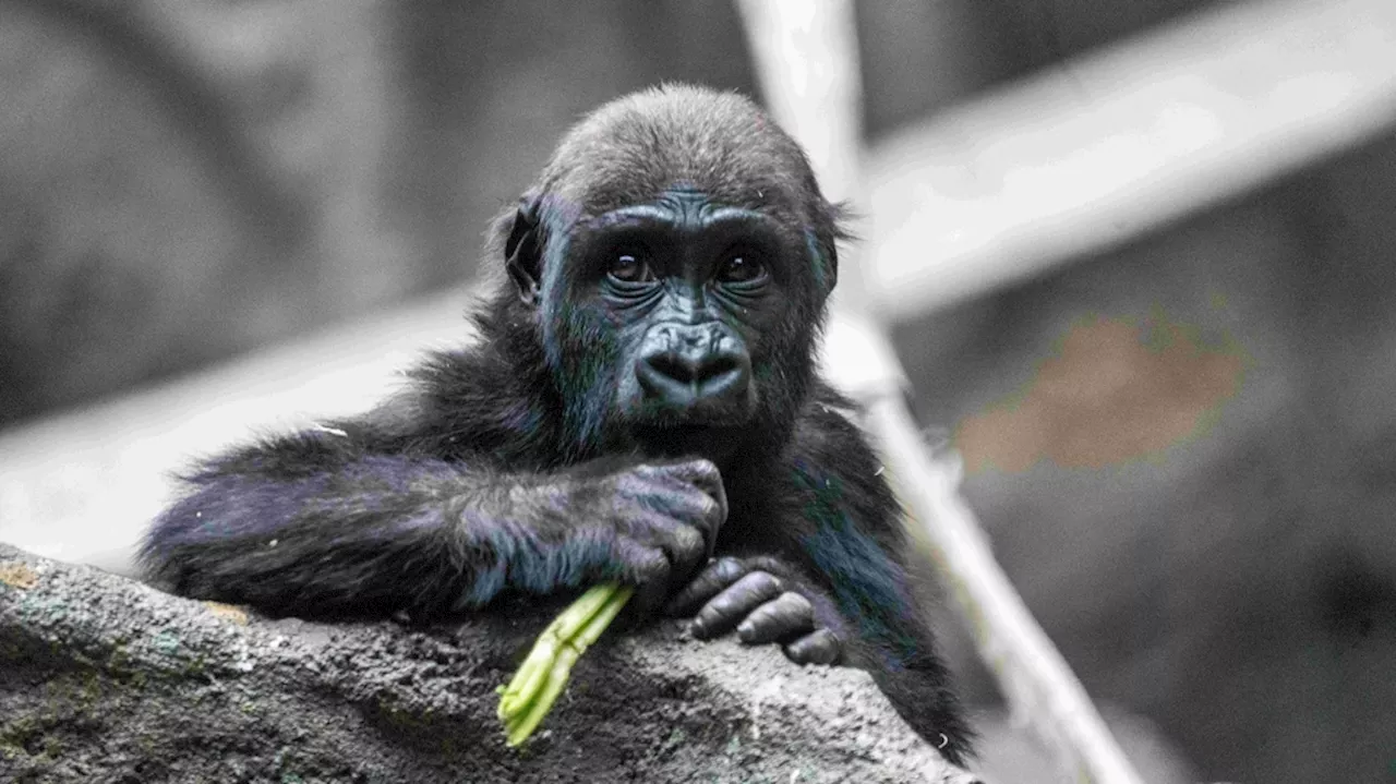 2-year-old gorilla 'Eyare' dies unexpectedly at Calgary Zoo