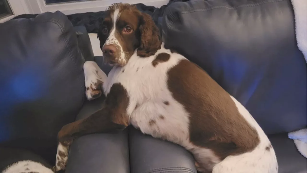 Manotick springer-spaniel found after community rallies to find him