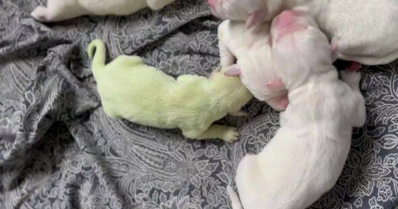 Dog gives birth to adorable puppy with a very unique colour at birth