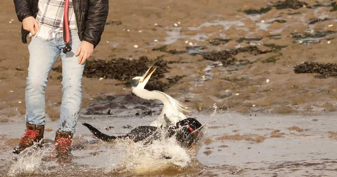 Dog terrorises wild heron on Scots beach as owner watches on