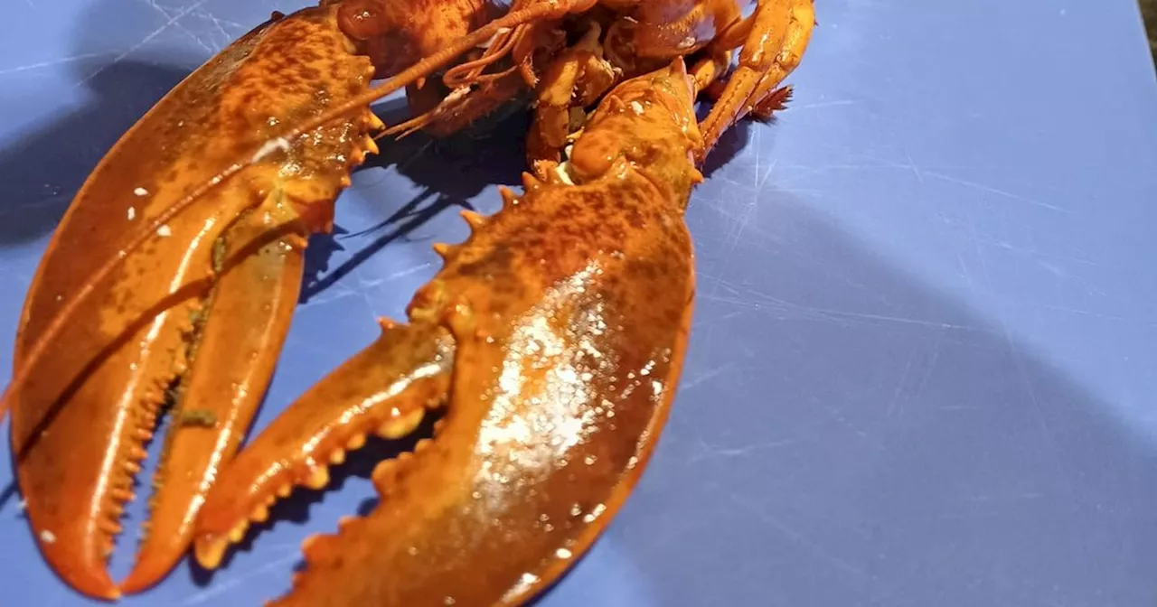 When I first opened Iceland's luxury lobster I was a little scared