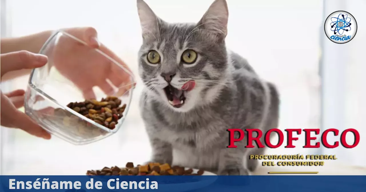 Pocos las compran, pero son las mejores y más saludables croquetas para gato, según PROFECO