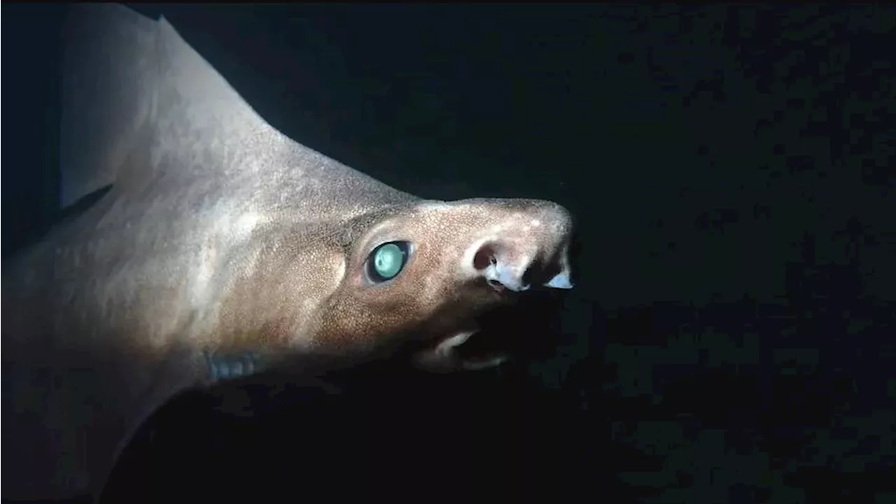 First Leucistic Angular Roughshark Found In Albania’s Waters