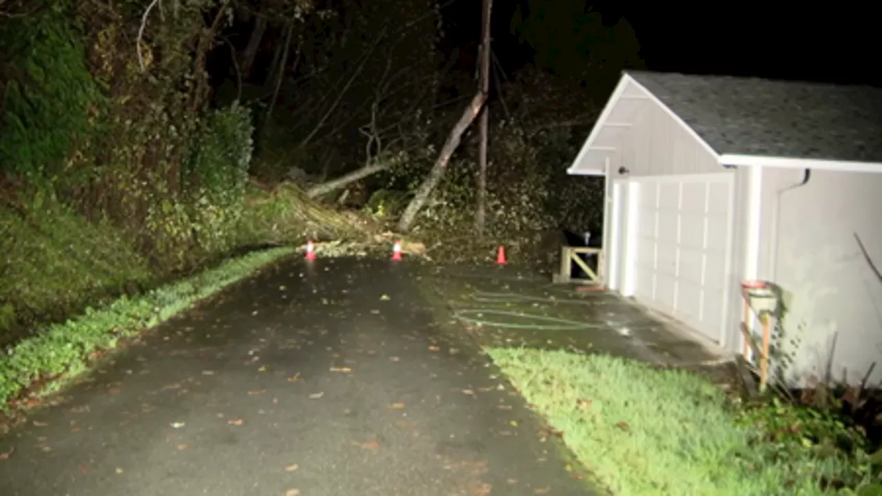 Trees down, block road on Camano Island