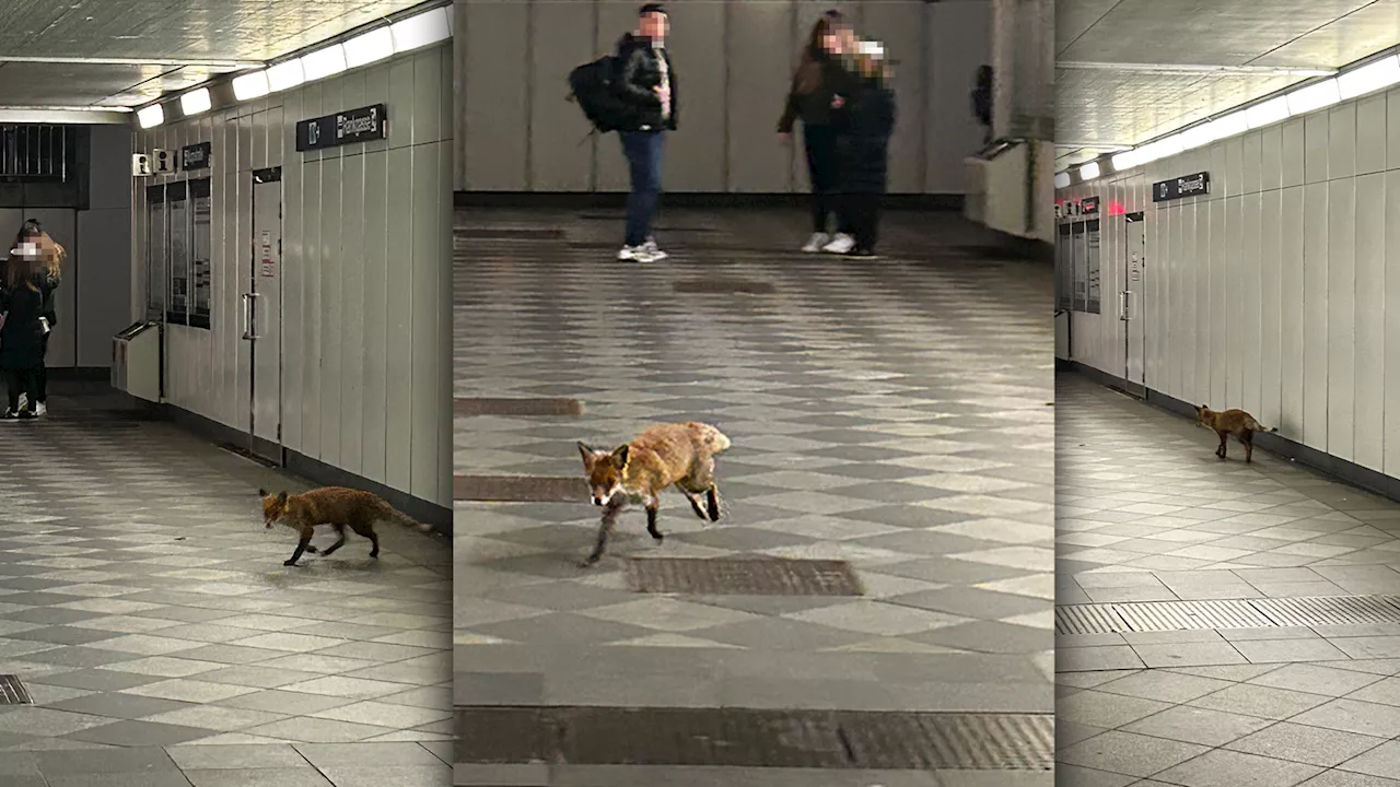  Fuchs in der U-Bahn! Wiener Linien sprechen Warnung aus