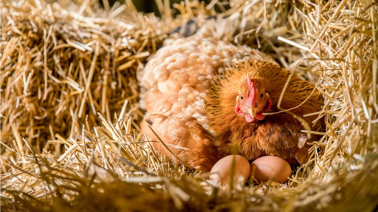 Tierisch Niederösterreich - Vogelgrippe – das musst du bei Privathaltung jetzt tun