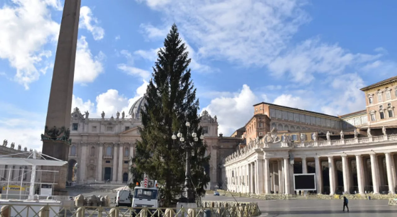 Vaticano, monta la rabbia per l'abbattimento dell'abete di Natale (trentino) destinato a San Pietro