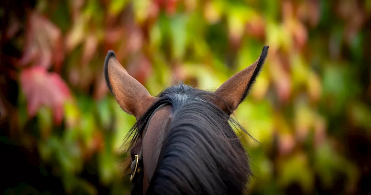 Ex-trainer says Horse Racing Ireland response to plan for retired racehorses is ‘discouraging’