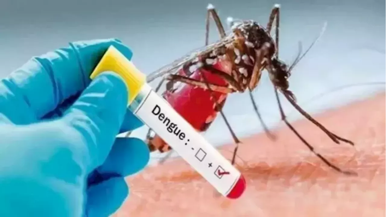 Dengue Cases: रांची में अब भी मिल रहे डेंगू-मलेरिया के मरीज, कहां पनप रहे मच्छर? डॉक्टरों की रिपोर्ट से बढ़ी टेंशन