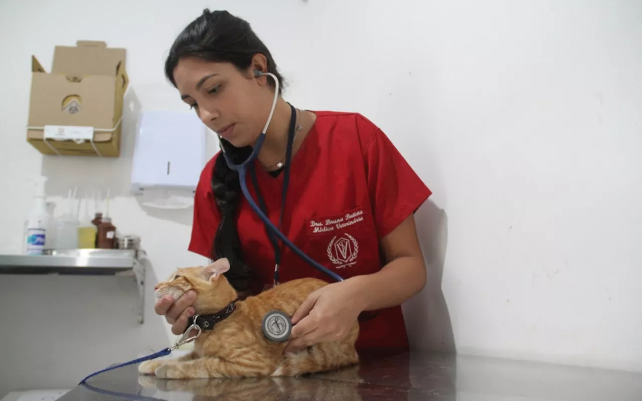 São Gonçalo abre mais vagas para castração de cães e gatos