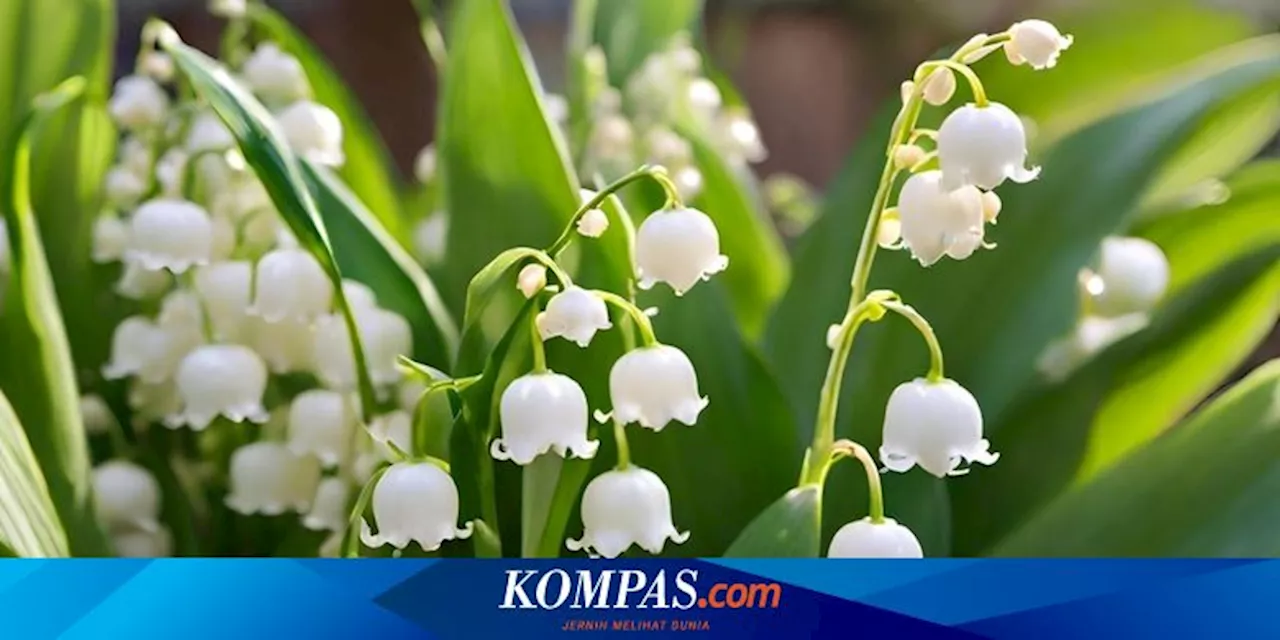 Cara Menanam Bunga Lily of The Valley di Rumah