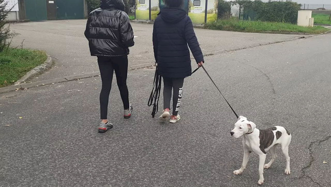 'Retourne dans ta Savane' : victime d’insulte raciste alors qu’elle promenait son chien, Emilie dépose plainte