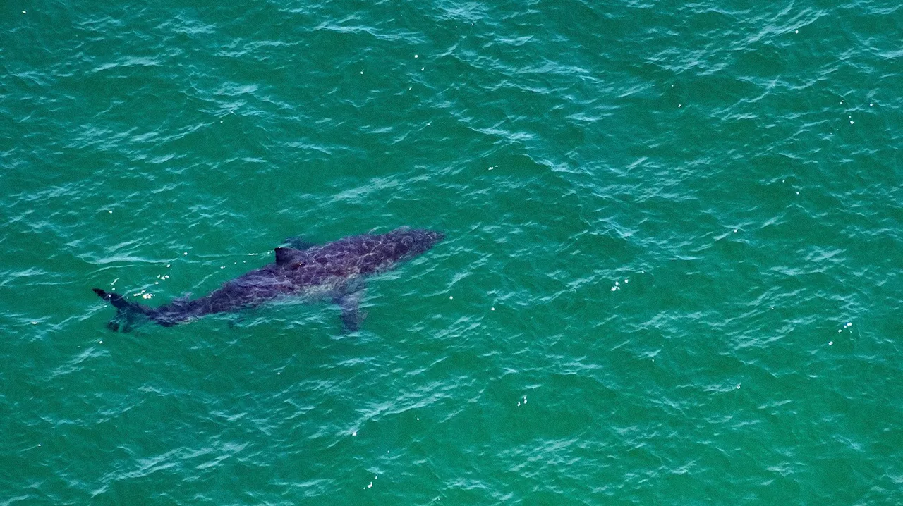 Illuminer sa planche de surf dissuade les requins, selon des chercheurs australiens