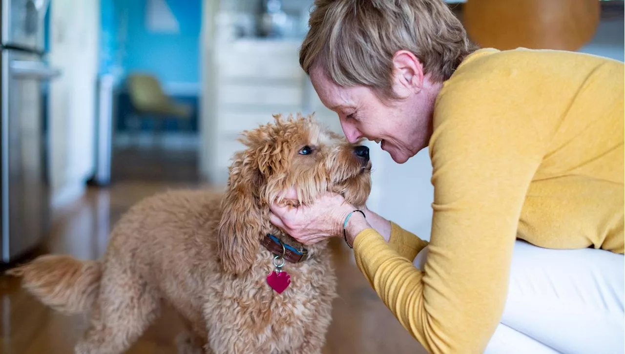 Cuore a cuore, l’incredibile sincronizzazione tra cani e proprietari rivelata dalla scienza