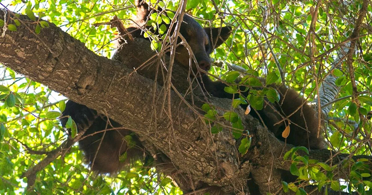 Thousands of Glendale Unified students ordered to shelter-in-place due to wayward bear cub