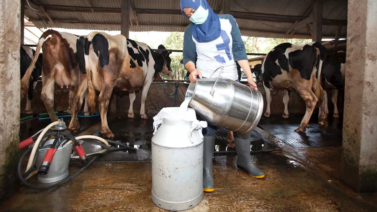 Biar Diterima Industri Pengolahan Susu, Menperin Minta Mentan Bina Peternak Sapi Perah