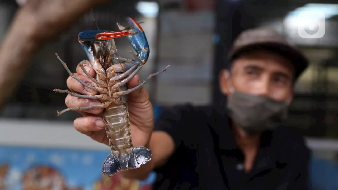 Cara Nikmati Lobster Tanpa Takut Kolesterol Tinggi, Bye Bye Obat Kolesterol!